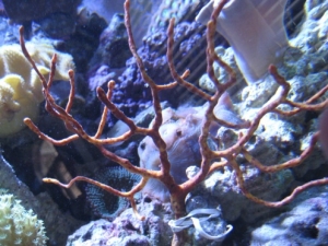 3 reef pics 031