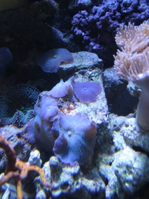 3 reef pics 029