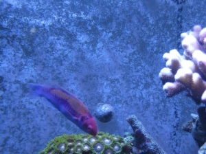 3 reef pics 032
