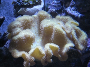3 reef pics 033