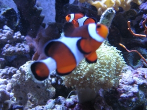 3 reef pics 034