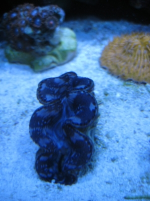 3 reef pics 035