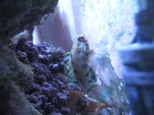 3 reef pics 036