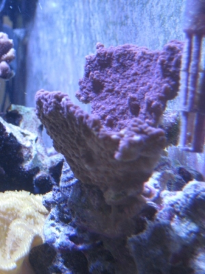 Montipora