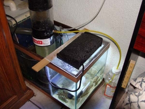 Refugium