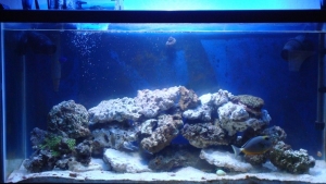 Updated pic after more aquascaping 9/4/08