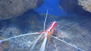 Our cleaner shrimp Jacques  RIP little buddy