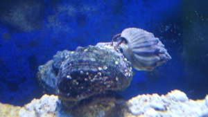Picture of a hermit cleaning algae off of Turbo Snail