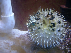 cinnamon clownfish was bullying puffer3