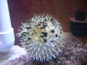 cinnamon clownfish was bullying puffer2