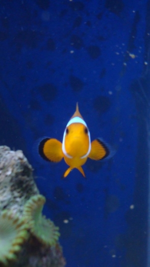 Coral saying "hello"