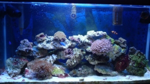 our tank as of 9/17/08