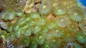 Zoa's
