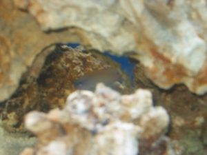 one of my Cronies hiding