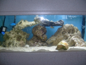 My New 20gal Setup.