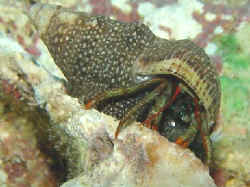 Hermit Crab