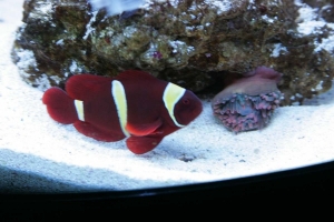 Baby Marlin with 1st Rose Anemone (9/2004)