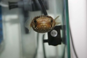 puffer