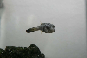 striped dogface puffer