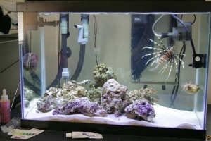 my 20G tank (9/2004)