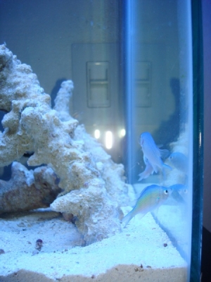 Welcoming a couple of chromis to kickstart the tank cycling