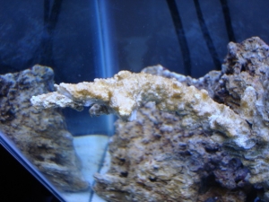 First signs of brown algae on day 6 of the tank