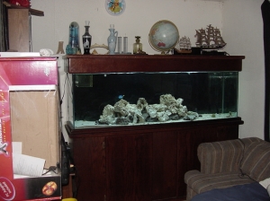 125 af half way I wish I had more pics I had clam that was 1ft long