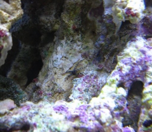 brittle star