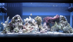 FTS. This has been changed a little bit from what is shown here. I'm still not happy with it. I've come to realize that some of the rock pieces I have are too big for the tank and will make life difficult down the road so I'll probably be re-scaping it a 