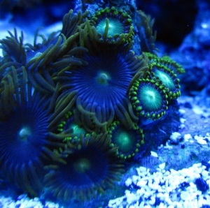 Some nice green zoas