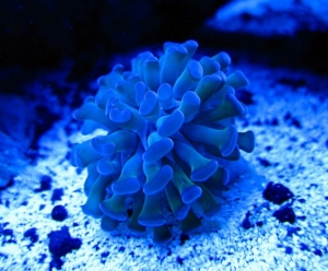 Branching hammer coral