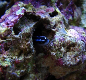 neon goby peeking out of his home in the rockwork. He found a pretty extensive cave system in there, hopefully I don't ever have to get him out of there.
