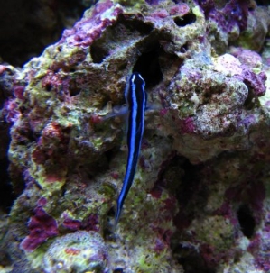 The neon goby hangs on to the rock here right outside his cave.