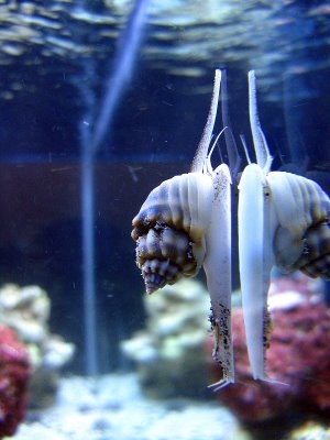 Super tongan snail
