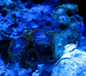 Some speckled zoas