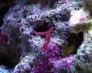 Some hitchhiking stick thing, the red fuzzy stuff on it is strange, I'm not sure if it's algae but a turbo snail seemed to eat some of it off and it has some bare patches. The red fuzz does not appear to spread anywhere, it just grows on this stick, I don