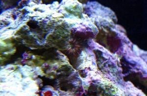 This is sort of a strange looking polyp. It was a hitchiker on the rock and it doesn't have tentacles around the skirt like most zoas/palys that I've seen pictures of. I thought maybe it was some sort of anemone but I haven't been able to find a good pict