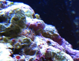 Another shot of the mystery polyp.