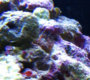 Third shot of the mystery polyp.