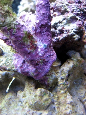 Hitchhiker.. had to remove him when I caught him in my Zoas.
