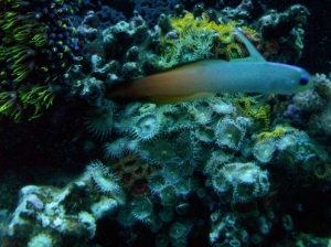actinic pics 012