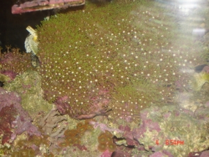 Star Polyps