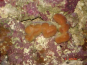 DSC01454