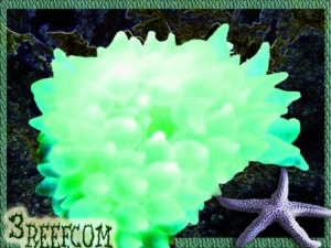 3reefentry