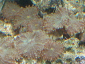 Canon Pictures 052