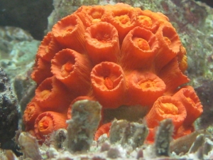 Canon Pictures 021