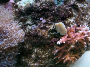 stomatella 002