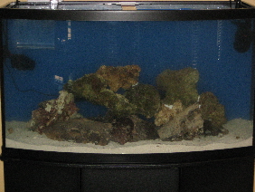 Cycling...boring.  Like the aquascape?  Epoxied that together so it looks cool and yet is still stable.
