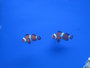Thing 1 and thing 2, they don't have a name yet.  Not sure if they're going to get one or not.