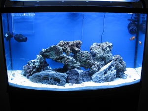 Full shot of rock, PH's, fishies, overflow box, etc.
